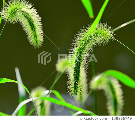 Playful Grass, Hachijo Lakeside, Yoshimi Town, Saitama Prefecture Playful Grass, Hachijo Lakeside, Yoshimi Town, Saitama Prefecture 139886749
