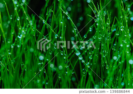 Wet green grass closeup view 139886844