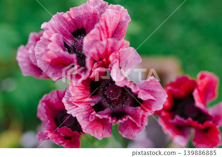 Decorative poppy flowers in the garden Decorative poppy flowers in the garden 139886885