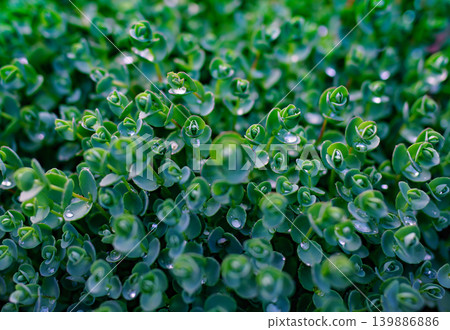 Green groundcover plant close-up view Green groundcover plant close-up view 139886886