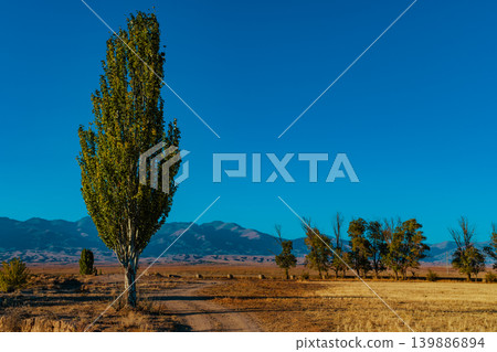 Autumn landscape with poplars in mountains, Kyrgyzstan Autumn landscape with poplars in mountains, Kyrgyzstan 139886894