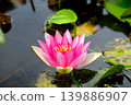 Pink lotus flowers floating on the water's surface 139886907