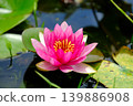 Pink lotus flowers floating on the water's surface 139886908