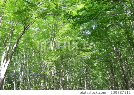 A spring scene of young leaves in a beech forest (Part 4) A spring scene of young leaves in a beech forest (Part 4) 139887111