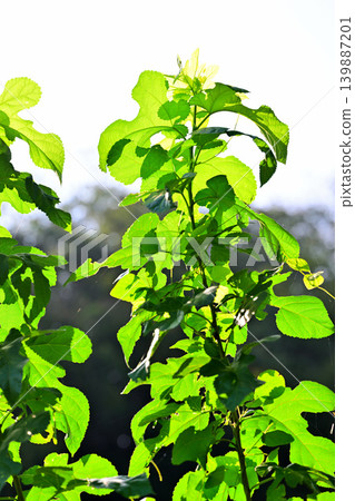 Young mulberry leaves, by Hachijo Lake, Yoshimi Town, Saitama Prefecture Young mulberry leaves, by Hachijo Lake, Yoshimi Town, Saitama Prefecture 139887201