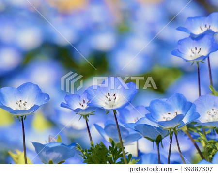 公園花壇裡盛開的粉紅蝶花 139887307