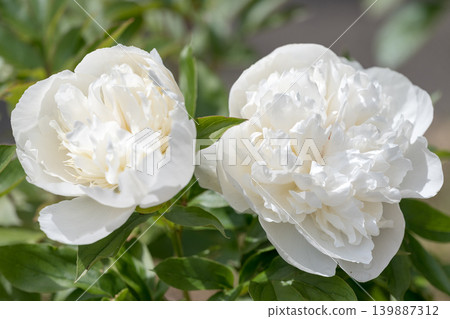 White peony flowers that bloom in early summer White peony flowers that bloom in early summer 139887312