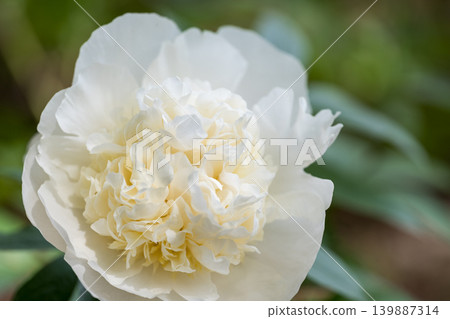 White peony flowers that bloom in early summer White peony flowers that bloom in early summer 139887314