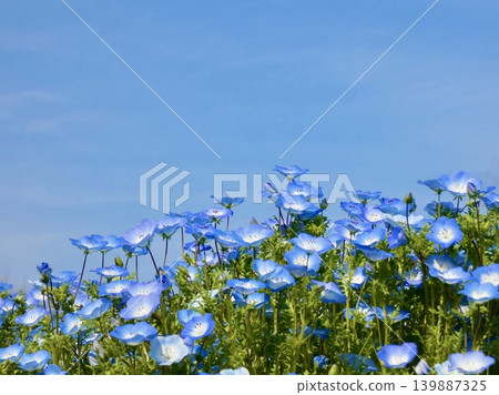 Nemophila flowers blooming in the park's flowerbeds Nemophila flowers blooming in the park's flowerbeds 139887325