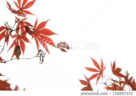 Abstract blur Beautiful Colorful maple Leaves on the tree with copy space,abstract blur background Abstract blur Beautiful Colorful maple Leaves on the tree with copy space,abstract blur background 139887352