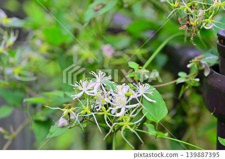 Clematis terniflora, Hachijo Lake, Yoshimi Town, Saitama Prefecture Clematis terniflora, Hachijo Lake, Yoshimi Town, Saitama Prefecture 139887395