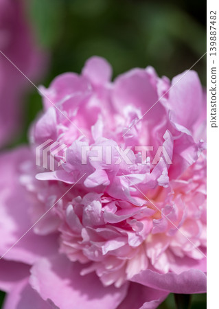 Peony flowers that bloom in early summer Peony flowers that bloom in early summer 139887482