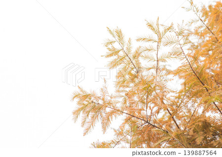 Close-up Yellow pine leaves on white background with copy space Close-up Yellow pine leaves on white background with copy space 139887564