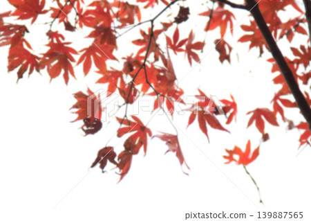 Abstract blur Beautiful Colorful maple Leaves on the tree with copy space,abstract blur background Abstract blur Beautiful Colorful maple Leaves on the tree with copy space,abstract blur background 139887565