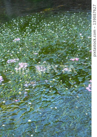 Ume花藻類的清醒很好 139887627