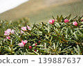 Rhododendrons on Mt. Hiratake 139887637