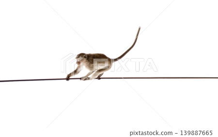 Monkey swinging on rope isolated on white background with copy space Monkey swinging on rope isolated on white background with copy space 139887665