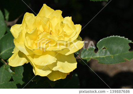 Rose Yokohama 139887686