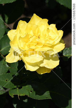 Rose Yokohama Rose Yokohama 139887688