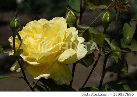 Rose Yokohama Rose Yokohama 139887690