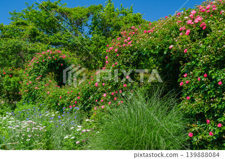 Arch in a flower field Arch in a flower field 139888084