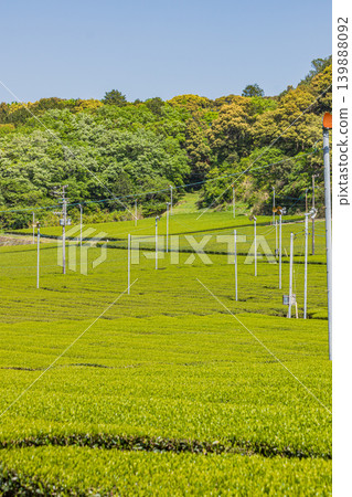 Scenery of the Mikawa tea fields in Fukuroi City (Shizuoka Prefecture) Scenery of the Mikawa tea fields in Fukuroi City (Shizuoka Prefecture) 139888092