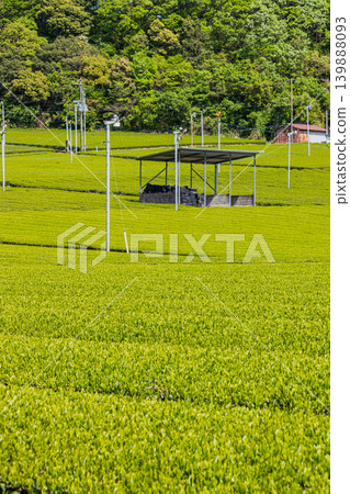 Scenery of the Mikawa tea fields in Fukuroi City (Shizuoka Prefecture) Scenery of the Mikawa tea fields in Fukuroi City (Shizuoka Prefecture) 139888093
