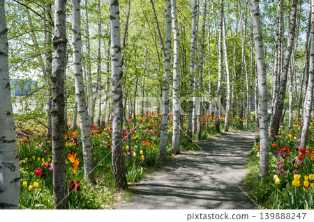 五月的北海道 五月的北海道 139888247