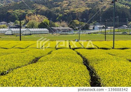 袋井市(靜岡縣)三河茶園的風景 袋井市(靜岡縣)三河茶園的風景 139888342