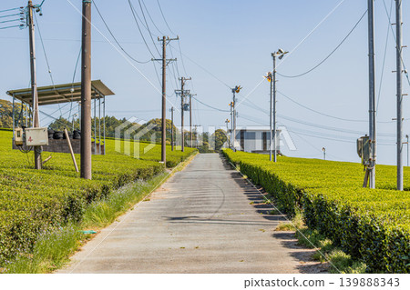 袋井市（靜岡縣）三河茶園的風景 139888343