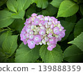 開花在雨季的桃紅色顏色八仙花屬 139888359