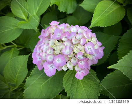 開花在雨季的桃紅色顏色八仙花屬 139888359
