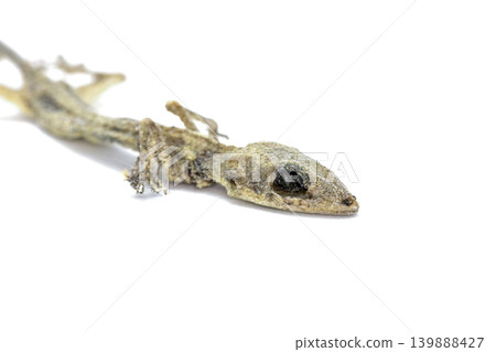 death lizard skeleton on white background death lizard skeleton on white background 139888427