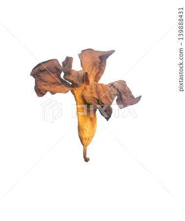 Dried flowers isolated  On white Background 139888431