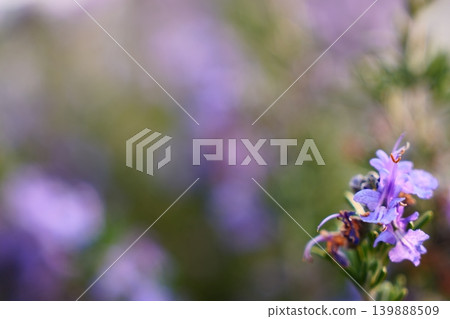 夢幻般的紫色迷迭香花和柔和的散景 夢幻般的紫色迷迭香花和柔和的散景 139888509