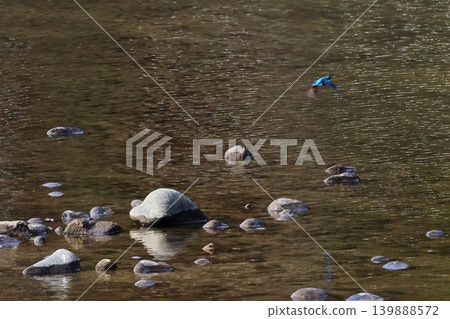 野鳥 野鳥 139888572