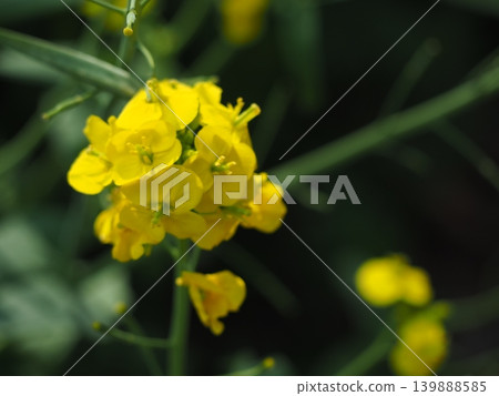 強姦開花 強姦開花 139888585
