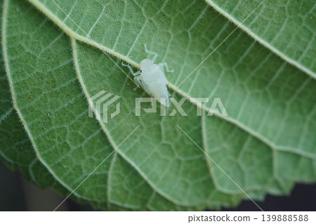 Large Leafhopper ③ Large Leafhopper ③ 139888588