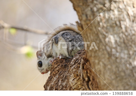 蝦夷鼯鼠 (Pteromys volans orii) - 北海道最可愛的三種動物之一。 蝦夷鼯鼠 (Pteromys volans orii) - 北海道最可愛的三種動物之一。 139888658