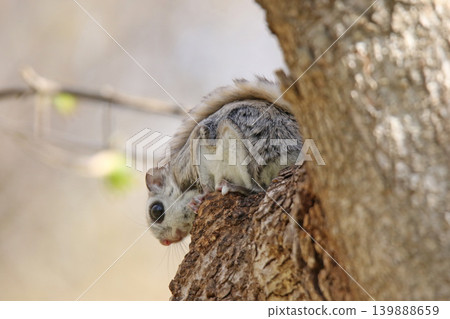 Ezo flying squirrel (Pteromys volans orii) - One of Hokkaido's three cutest animals. Ezo flying squirrel (Pteromys volans orii) - One of Hokkaido's three cutest animals. 139888659