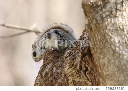 蝦夷鼯鼠 (Pteromys volans orii) - 北海道最可愛的三種動物之一。 蝦夷鼯鼠 (Pteromys volans orii) - 北海道最可愛的三種動物之一。 139888661