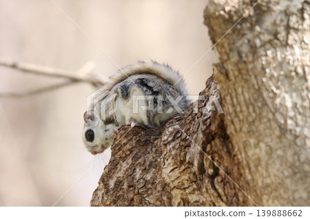 蝦夷鼯鼠 (Pteromys volans orii) - 北海道最可愛的三種動物之一。 蝦夷鼯鼠 (Pteromys volans orii) - 北海道最可愛的三種動物之一。 139888662