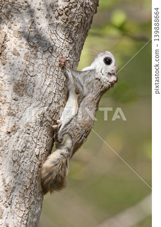Ezo flying squirrel (Pteromys volans orii) - One of Hokkaido's three cutest animals. Ezo flying squirrel (Pteromys volans orii) - One of Hokkaido's three cutest animals. 139888664