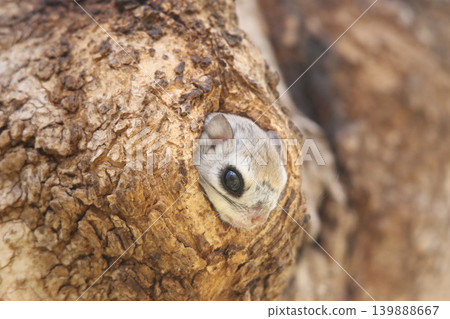 蝦夷鼯鼠 (Pteromys volans orii) - 北海道最可愛的三種動物之一。 139888667