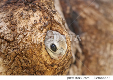 蝦夷鼯鼠 (Pteromys volans orii) - 北海道最可愛的三種動物之一。 139888668