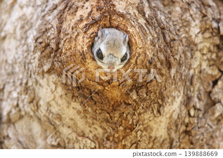 蝦夷鼯鼠 (Pteromys volans orii) - 北海道最可愛的三種動物之一。 139888669
