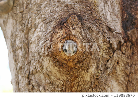 蝦夷鼯鼠 (Pteromys volans orii) - 北海道最可愛的三種動物之一。 139888670