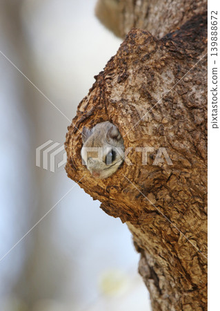 Ezo flying squirrel (Pteromys volans orii) - One of Hokkaido's three cutest animals. Ezo flying squirrel (Pteromys volans orii) - One of Hokkaido's three cutest animals. 139888672