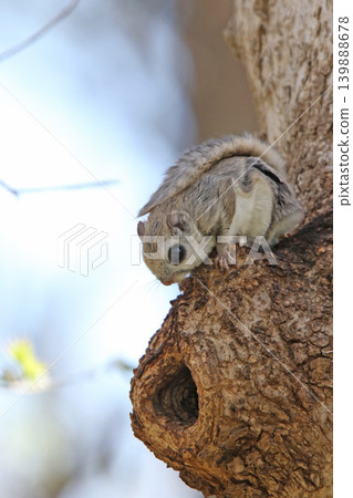 蝦夷鼯鼠 (Pteromys volans orii) - 北海道最可愛的三種動物之一。 139888678