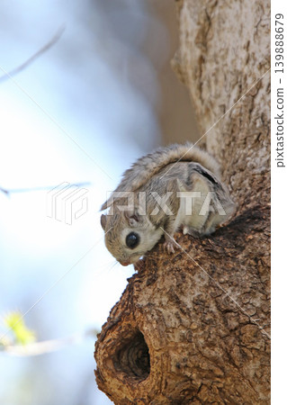 蝦夷鼯鼠 (Pteromys volans orii) - 北海道最可愛的三種動物之一。 蝦夷鼯鼠 (Pteromys volans orii) - 北海道最可愛的三種動物之一。 139888679